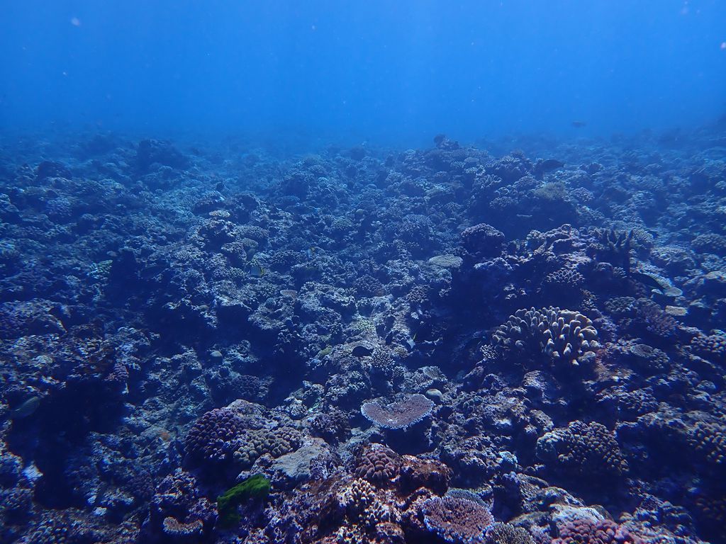 Reef Monitoring